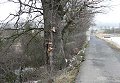 thn_drasov-dub1.jpg